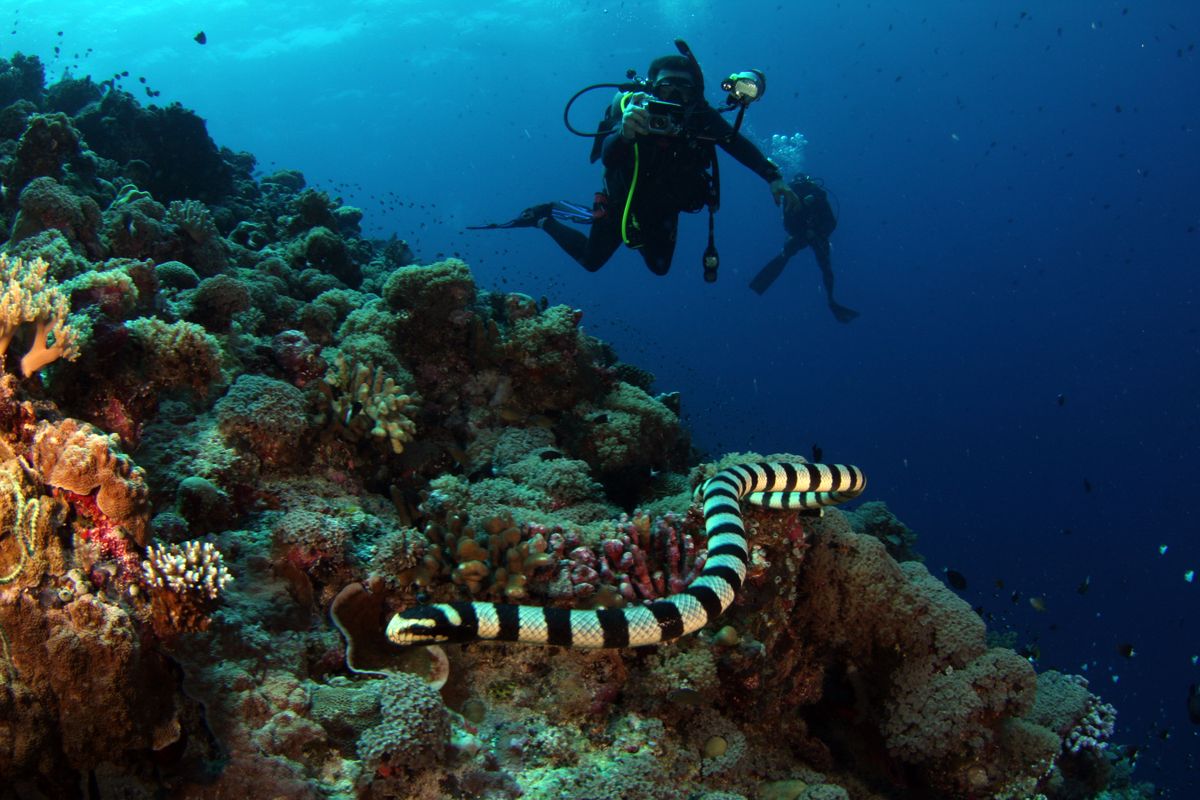 Dive & desert trip host